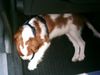 Cavalier King Charles Spaniel Hund