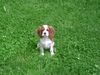 Cavalier King Charles Spaniel Hund