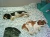 Cavalier King Charles Spaniel Hund