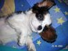 Cavalier King Charles Spaniel Foto: Mein süßer Clooney (ID 12879) Cavalier King Charles Spaniel Hund