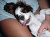 Cavalier King Charles Spaniel Hund