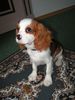 Cavalier King Charles Spaniel Hund