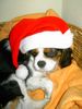 Cavalier King Charles Spaniel Foto: Merry Christmas (ID 21167) Cavalier King Charles Spaniel Hund