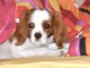 Cavalier King Charles Spaniel Hund