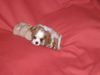 Cavalier King Charles Spaniel Hund