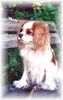 Cavalier King Charles Spaniel Foto (ID 1186) Cavalier King Charles Spaniel Hund