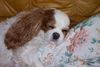 Cavalier King Charles Spaniel Hund