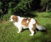 Cavalier King Charles Spaniel Foto: Das ist mein Cavalier. (ID 28943) Cavalier King Charles Spaniel Hund