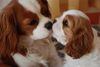 Cavalier King Charles Spaniel Hund