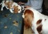 Cavalier King Charles Spaniel Hund