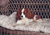 Cavalier King Charles Spaniel Foto: Bella vom Schaffrather Rungenberg (ID 1591) Cavalier King Charles Spaniel Hund