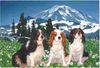 Cavalier King Charles Spaniel Hund