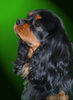 Cavalier King Charles Spaniel Foto: Cavalier King Charles Spaniel (ID 24578) Cavalier King Charles Spaniel Hund