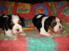 Cavalier King Charles Spaniel Foto: little dream for you (ID 23158) Cavalier King Charles Spaniel Hund