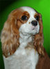 Cavalier King Charles Spaniel Hund