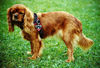 Cavalier King Charles Spaniel Hund