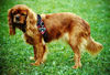 Cavalier King Charles Spaniel Foto (ID 25254) Cavalier King Charles Spaniel Hund