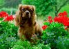 Cavalier King Charles Spaniel Hund