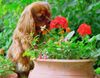 Cavalier King Charles Spaniel Foto: *schnüff* (ID 12856) Cavalier King Charles Spaniel Hund