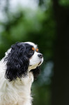 Cavalier King Charles Spaniel Hund