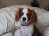 Cavalier King Charles Spaniel Hund