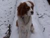 Cavalier King Charles Spaniel Hund