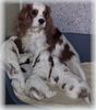 Cavalier King Charles Spaniel Hund
