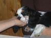 Cavalier King Charles Spaniel Hund