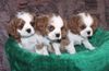 Cavalier King Charles Spaniel Hund