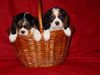 Cavalier King Charles Spaniel Hund