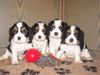 Cavalier King Charles Spaniel Hund