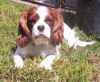 Cavalier King Charles Spaniel Hund