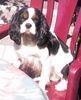 Cavalier King Charles Spaniel Hund