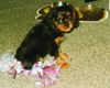 Cavalier King Charles Spaniel Hund