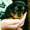 Cavalier King Charles Spaniel Hund