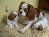 Cavalier King Charles Spaniel Foto: meine Ida (ID 13700) Cavalier King Charles Spaniel Hund