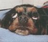 Cavalier King Charles Spaniel Foto: Ich doch nicht (ID 26189) Cavalier King Charles Spaniel Hund