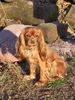 Cavalier King Charles Spaniel Foto: Unsere Jule - ein Prachtmädchen (ID 2108) Cavalier King Charles Spaniel Hund