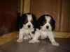 Cavalier King Charles Spaniel Foto: little dream for you (ID 23159) Cavalier King Charles Spaniel Hund