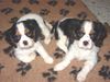 Cavalier King Charles Spaniel Hund