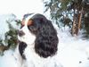 Cavalier King Charles Spaniel Hund