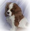 Cavalier King Charles Spaniel Hund