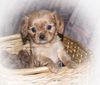 Cavalier King Charles Spaniel Hund