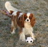 Cavalier King Charles Spaniel Hund