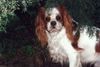 Cavalier King Charles Spaniel Hund