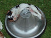 Cavalier King Charles Spaniel Foto: Baby Ronja (ID 26191) Cavalier King Charles Spaniel Hund