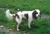 Cavalier King Charles Spaniel Hund