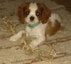 Cavalier King Charles Spaniel Hund