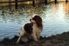 Cavalier King Charles Spaniel Foto: Baster Aldaha Gold (ID 13122) Cavalier King Charles Spaniel Hund