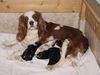 Cavalier King Charles Spaniel Hund
